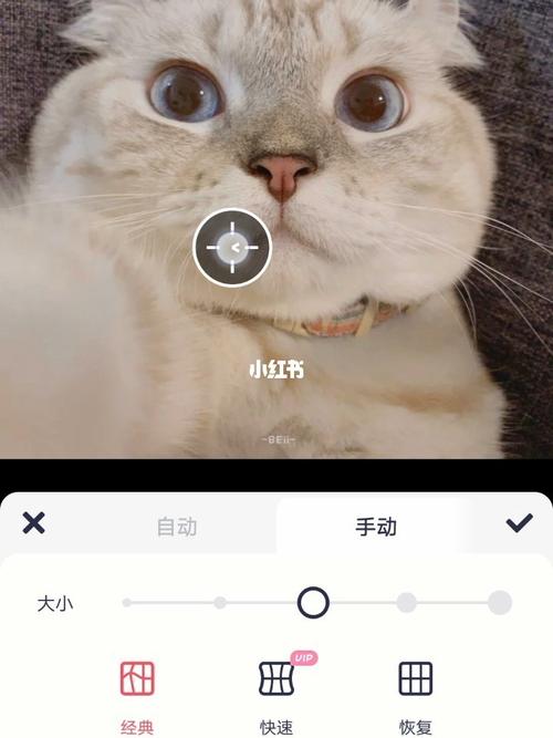 猫的p图软件下载（猫的p图软件下载）