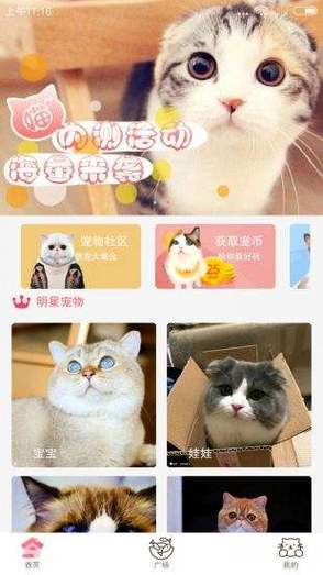 猫咪软件到哪下载（猫咪软件到哪下载安装）