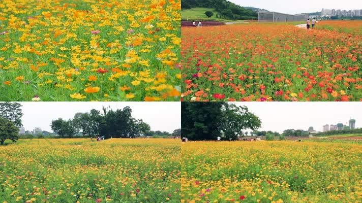 花海视频app下载（花海 视频）