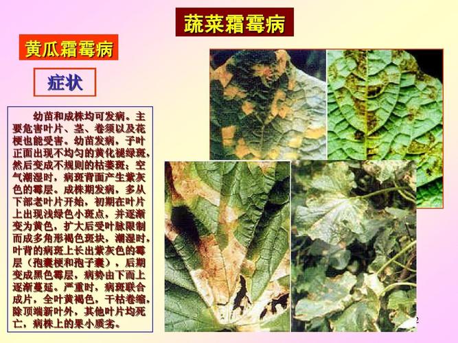 蔬菜病害app下载（蔬菜病害图片及名称）