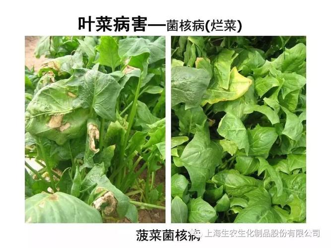 蔬菜病害app下载（蔬菜病害图片及名称）