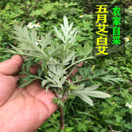 初叶软件下载（初叶粄的图片）