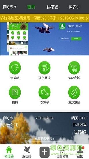 鸽子软件下载（鸽子软件下载app）