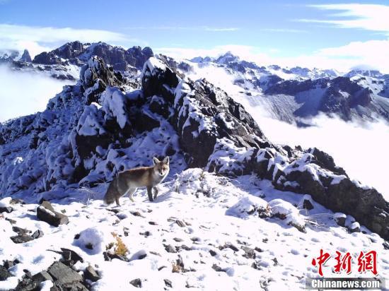 重庆时时预测软件下载（