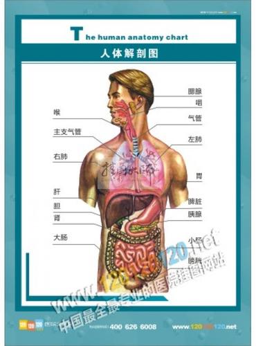 人体解剖学软件下载（人体解剖学基础知识解剖软件）