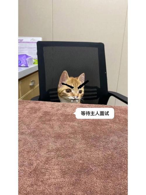 狼人app猫咪官网下载-狼人app猫咪官网下载安装